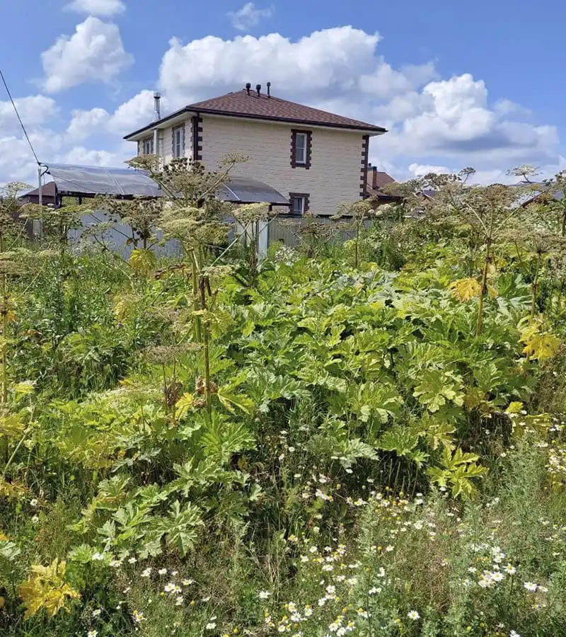 Уничтожение борщевика на участке по адресу Московская область, деревня Марусино 2023г